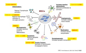 健康・医学 SOMATOTYPING DEVELOPMENT 図1-300x187.png